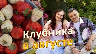 Что делать с клубникой в августе? Уход после плодоношения