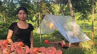 Single mother ran away. survive in the forest pick forest fruits. eat wild vegetables