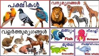 wild and domestic animals birds and water animals വന്യമൃഗങ്ങൾ വളർത്തു മൃഗങ്ങൾ പക്ഷികൾ ജലജീവികൾ