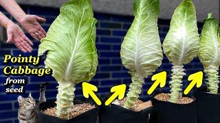 Growing Big Pointy Cabbage from Seed in Containers & Grow Bags - Step by Step  Seed to Harvest