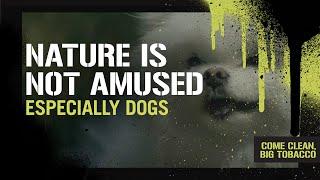Is Tobacco Bad for the Environment?  Nature Is Not Amused including dogs