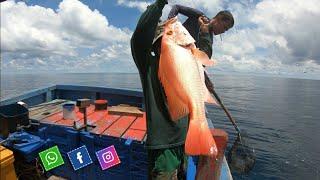 Tak Perlu Lama..Berbagai Jenis ikan besar Berhasil Naik -- Mancing Ikan di laut lepas