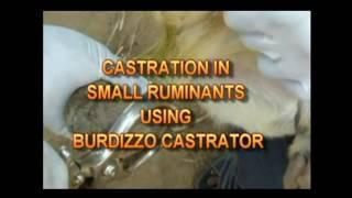 Castration of Goat Male  Completely  bloodless neutering  Close method to emasculate