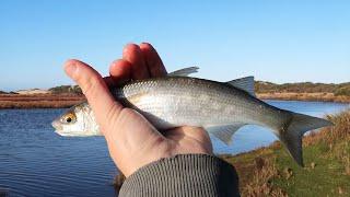 How To Catch Mullet Fishing for Live Baits