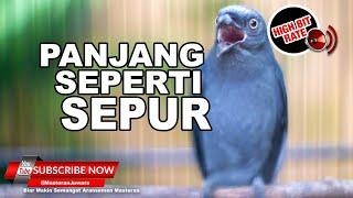 #1TERBAIK Masteran Juwara Murai Batu Srigunting Abu Abu Gacor Satu Nafas 3 Lagu