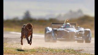 Drag Race Formula E Car vs Cheetah