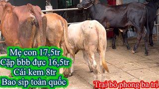 3107Trại bò phong ba tri 2Báo giá công khai tiếp tục nhé cả nhà