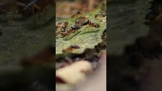 WildLife 79 Large jungle termite colony