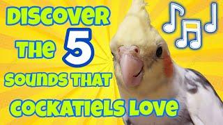 Discover Cockatiels 5 Favorite Songs Theyll Probably Learn COCKATIEL SINGING SONGS