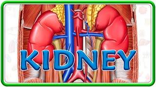 Anatomy of Kidney Animation  External features Relations Neuro vascular Supply and Histology