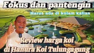 SEGERA‼️GAS POL REM BLONG‼️KOI JOS GANDOS ‼️HANURA KOI TULUNGAGUNG