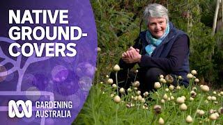 The best native groundcover plants for your garden  Australian native plants  Gardening Australia