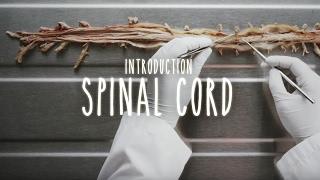 Neuroanatomy  S1 E2A Introduction to the Spinal Cord #neuroanatomy #spinalcord #medicine