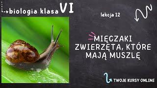 Biologia klasa 6 Lekcja 12 - Mięczaki - zwierzęta które mają muszlę