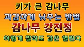 텃밭농부.923  키가 큰 감나무 강전정으로 낮추는 방법 #감나무 전정 #단감나무 #대봉감