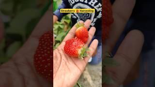 Strawberry  Harvesting Homegrown and tasty  #gardening #organicgardening #strawberry