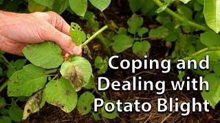 How to Save your Potato Crop if you get Blight