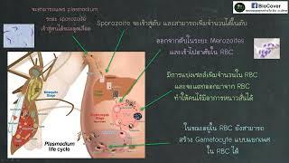 เฉลยข้อสอบเข้าค่าย สอวน ปี 65 ข้อ 76  plasmodium life cycle