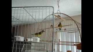 African citril vs canary mozambique bebeto birds