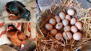 A hen and her A baby  Out of 18 eggs only one chick hatched