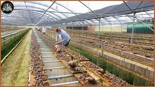 How Farmers Raise Millions Of Snails - Harvest Snails