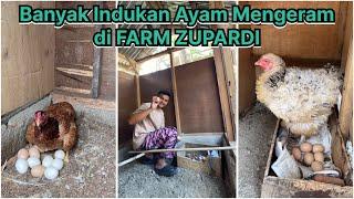 Musim indukan ayam mengeram di FARM ZUPARDI