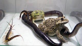 Baby BullFrog Daddy BullFrog Black Snake Centipede