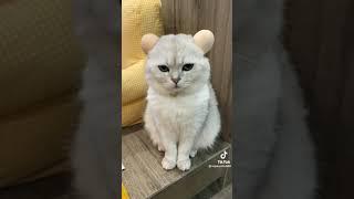Cutest Cat and Kitten Moments Of Tiktok Compilation #1