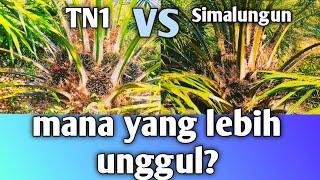 PPKS Simalungun vs TN1 dari bakti tani Nusantara mana yang paling unggul?