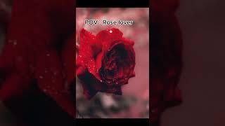 For only Rose lover #rose #roselover #flowers #shorts #shortsfeed