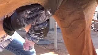 How to Clean Horse Sheath with Lasskin Equine Waterless Sheath Cleaner PART 1