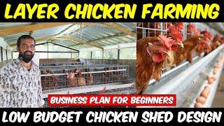 Low Budget Chicken Shed Design  Layer Chicken Farming  Egg Farming Business Plan for Beginners