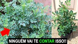 NÃO PLANTE ARRUDA ANTES DE VER ESSE VÍDEO