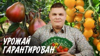 САМЫЕ ВКУСНЫЕ СОРТА ТОМАТОВ ЛУЧШИЕ ПЕРЦЫ УРОЖАЙНЫЕ ОГУРЦЫ  СЕМЕНА И НОВИНКИ СЕМКО НА РАССАДУ