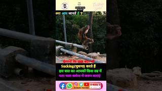 Monkeymating स्वांद के बारे में रोचक तथ्य #shorts#viral#facts#anmals#monkey#ytshort