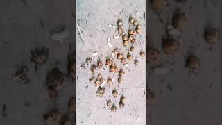 Ants Eating Cat FoodKarıncalar Kedi Maması yiyor