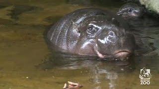 Hippo calf in Melbourne Zoo makes a splash