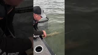 Big Pike release  #fishing #pike #catchandrelease