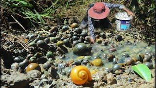 Amazing Season Catching Snail Beautiful Natural & Catching A lot of Snails When Rainy Season