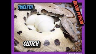 T- Albino Batik x 007 Het T- Albino Blood Python Clutch