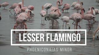 Lesser Flamingo Phoeniconaias minor - Sea Search Sound Library