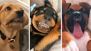 The Funniest DOG Videos On YouTube 