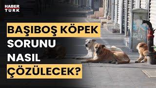 Başıboş köpek sorunu çözülecek mi? Ali Muştu ve Sevilay Yılman yanıtladı