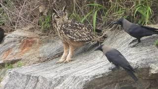 Curious Crow and Furious Rock Eagle Owl
