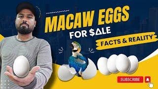 Macaw Eggs Business - Facts & Realities  Exotic Birds Eggs  #ShaikhTanveer #Macaw #Cockatoo