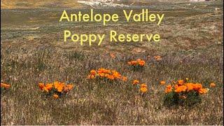 Antelope Valley California Poppy Reserve in Lancaster April 2nd 2024