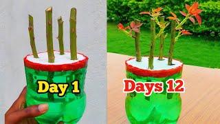 Grow Rose From Cutting In Water  How to Grow Roses From Cutting Without Soil