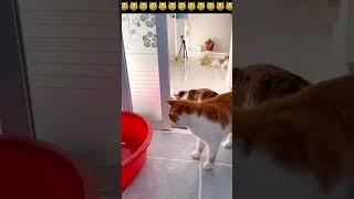 Funny Cats  #cats #funnycats #fypシ゚viral #cat