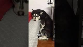 Normal dogs vs Huskies#shorts #dog #doglover #dogs #huskies #expectationvsreality #vs