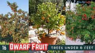 16 Dwarf Fruit Trees under 6 feet #fruit